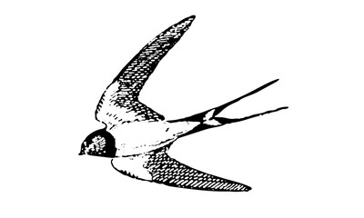 Hirondelle. © joris17