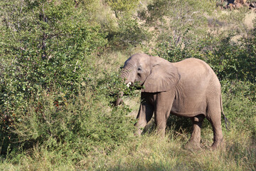 Fototapeta premium Afrikanischer Elefant / African elephant / Loxodonta africana