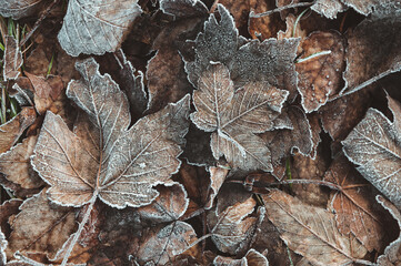 Von Eiskristallen und Raureif bedecktes braunes Herbstlaub und Blätter als winterlicher Hintergrund