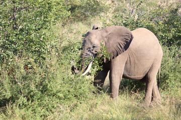 Afrikanischer Elefant / African elephant / Loxodonta africana