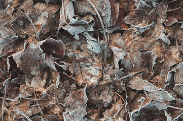 Von Eiskristallen und Raureif bedecktes braunes Herbstlaub und Blätter als winterlicher Hintergrund