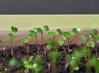 Sprouting seedlings in a box.