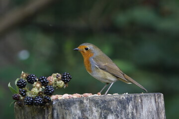 Eurasian robin feeding in the woods