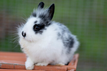 Obraz premium Fuffy e Purupù