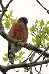 Double-toothed Kite (Harpagus bidentatus) perched on a cloudy background in mata de são João; Bahia; Brazil
