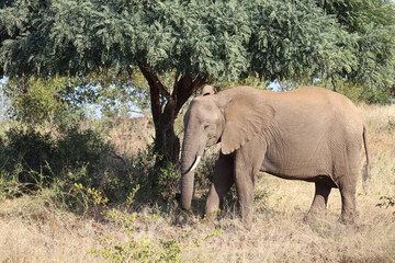 Afrikanischer Elefant / African elephant / Loxodonta africana