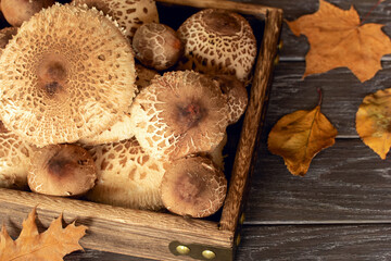 fresh forest umbrella mushrooms in a box close-up top view and autumn leaves. background with mushroom caps.