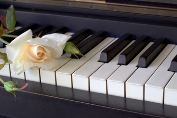 Rose and piano keys.