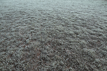 Von Eiskristallen und Raureif bedecktes grünes, gefrorenes Gras als Hintergrund Verlauf von nah nach fern