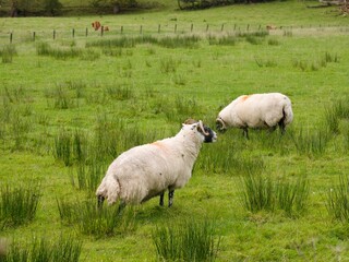 Grazing fluffy wooly Scottish sheep on a green lush pasture