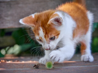 Kitten playing in the garden.