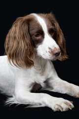 Closeup Of English Springer Spaniel