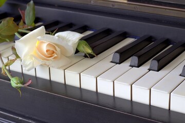 Rose and piano keys. romantic background.