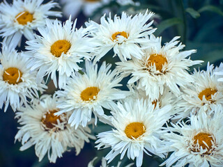 Obraz premium Chamomile flowers in the meadow.