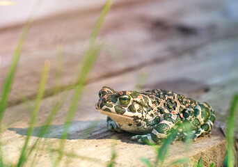 Green toad in the garden.