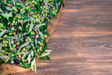 Harvested fresh olives in sacks for olive oil production, on a wooden table, Crete, Greece