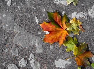 Autumn leaf on a gray background.