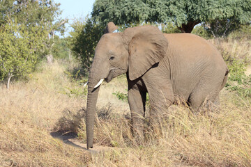 Fototapeta na wymiar Afrikanischer Elefant / African elephant / Loxodonta africana.