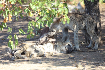 T&uuml;pfelhy&auml;ne / Spotted Hyaena / Crocuta crocuta.