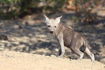 Tüpfelhyäne / Spotted Hyaena / Crocuta crocuta.