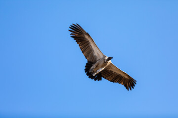 Cape vulture come in to land on its nest in baobab tree