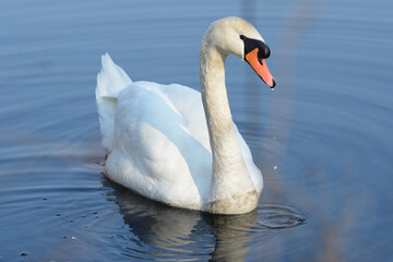 Biały łabędź pływający na jaeziorze  © Hanna