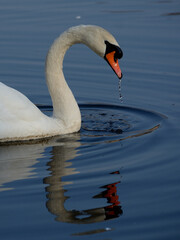 Portret łabędzia pływającego na wodzie © Hanna