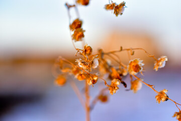 Dried flowers and grass on the background of snow in winter