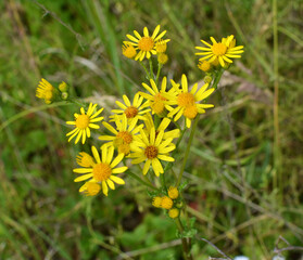 The plant Jacobaea vulgaris grows in the wild