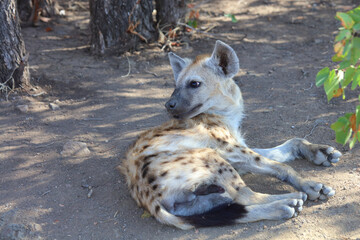 Obraz premium Tüpfelhyäne / Spotted Hyaena / Crocuta crocuta.