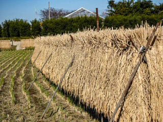 sheaves of drying rice on a farm 2