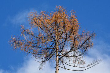Die Zeder hat einen großen Teil ihrer im Herbst gefärbten Nadeln verloren