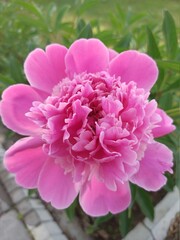 pink peony flower