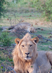 african lion panthera leo