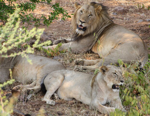 lion and lioness