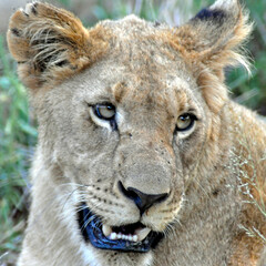 portrait of a lioness