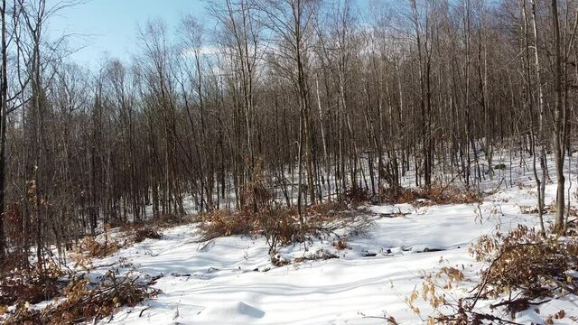 Une for&ecirc;t de feuillus en hiver