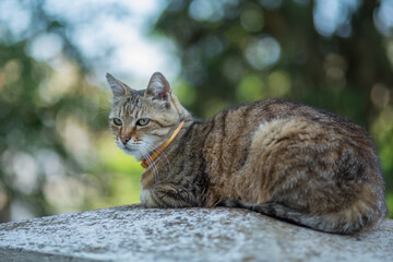 Homeless animals. Cat on the street of the city.