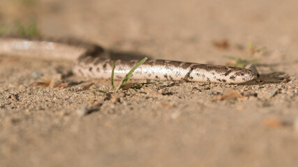 Vorderkörper einer züngelnden Sandboa in der Seitenansicht