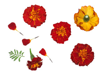 Tagetes (Marigold) flowers isolated on white background, clipping path