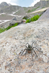 Giant Alpine spider (Vesubia jugorum) in its habitat, Maritime alps, Italy.