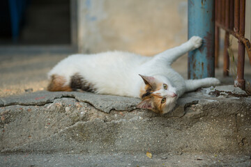Homeless animals. Cat on the street of the city.