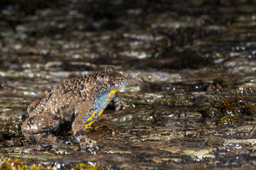 Apennine yellow-bellied toad (Bombina pachypus), liguria, Italy.
