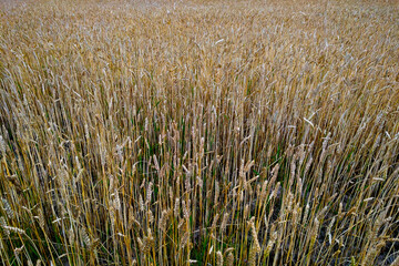 field of wheat under cloudy sky, nature