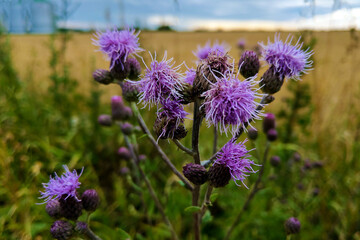 Cirsium vulgare, spear thistle, short lived thistle plant with spine tipped winged stems and leaves, pink purple flower heads.