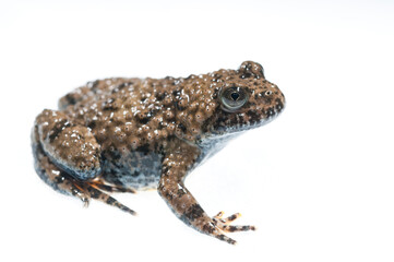 Apennine yellow-bellied toad (Bombina pachypus) on white background, Liguria, Italy.