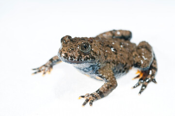 Apennine yellow-bellied toad (Bombina pachypus) on white background, Liguria, Italy.