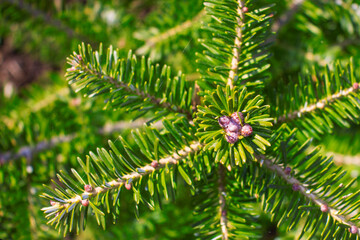 Fresh green leaf . Balsam fir , Blister pine tree.