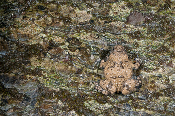 Apennine yellow-bellied toad (Bombina pachypus), liguria, Italy.