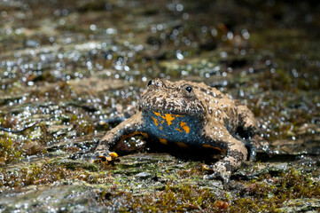 Apennine yellow-bellied toad (Bombina pachypus), liguria, Italy.